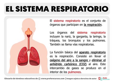 que es el sistema respiratorio